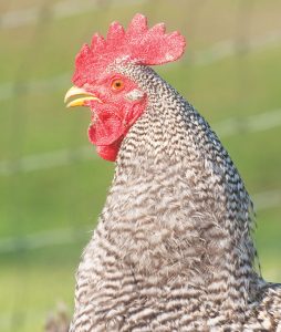 Join the Chicken Revolution Image